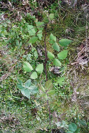 Rubus schnedleri \ Schnedlers Brombeere / Schnedler's Bramble, D Odenwald, Fischbachtal-Steinau 25.6.2014