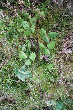 Rubus schnedleri / Schnedler's Bramble, D Odenwald, Fischbachtal-Steinau 25.6.2014