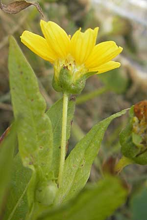 Guizotia abyssinica / Niger, Gingelli, D Mannheim 1.11.2009