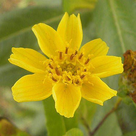 Guizotia abyssinica \ Ramtillkraut, Nigersaat, D Mannheim 1.11.2009