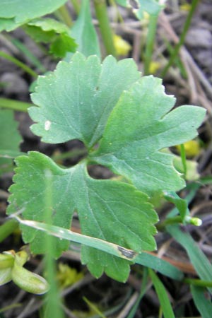 Ranunculus auricomus spec8 ? \ Gold-Hahnenfu, D Eggenstein 9.4.2011