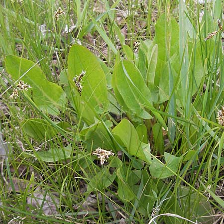 Rumex thyrsiflorus \ Straubltiger Sauer-Ampfer / Thyrse Sorrel, D Schwetzingen 14.4.2012