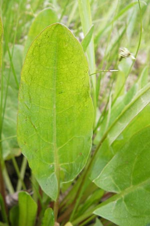 Rumex thyrsiflorus / Thyrse Sorrel, D Schwetzingen 14.4.2012