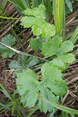 Ranunculus transiens \ Wechselnder Gold-Hahnenfu / Changing Goldilocks, D Zusmarshausen 5.5.2012