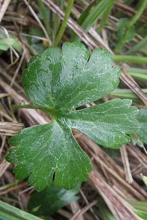 Ranunculus transiens / Changing Goldilocks, D Zusmarshausen 5.5.2012