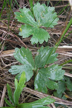 Ranunculus transiens / Changing Goldilocks, D Zusmarshausen 5.5.2012