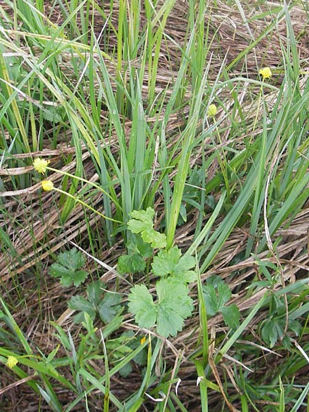 Ranunculus transiens \ Wechselnder Gold-Hahnenfu / Changing Goldilocks, D Zusmarshausen 5.5.2012