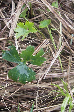 Ranunculus transiens \ Wechselnder Gold-Hahnenfu, D Zusmarshausen 5.5.2012