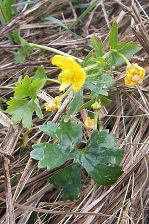 Ranunculus transiens \ Wechselnder Gold-Hahnenfu / Changing Goldilocks, D Zusmarshausen 5.5.2012