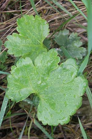 Ranunculus transiens / Changing Goldilocks, D Zusmarshausen 5.5.2012