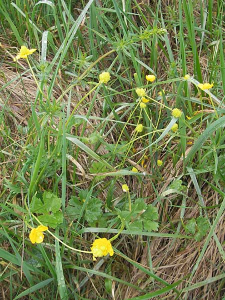 Ranunculus transiens / Changing Goldilocks, D Zusmarshausen 5.5.2012