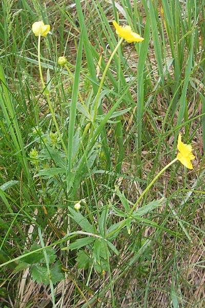 Ranunculus transiens / Changing Goldilocks, D Zusmarshausen 5.5.2012