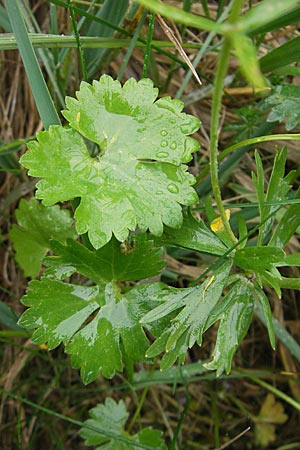 Ranunculus transiens \ Wechselnder Gold-Hahnenfu / Changing Goldilocks, D Zusmarshausen 5.5.2012