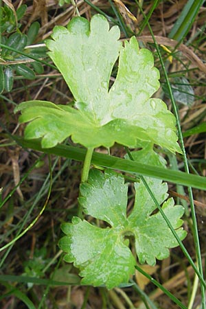 Ranunculus transiens \ Wechselnder Gold-Hahnenfu / Changing Goldilocks, D Zusmarshausen 5.5.2012