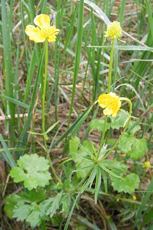 Ranunculus transiens \ Wechselnder Gold-Hahnenfu / Changing Goldilocks, D Zusmarshausen 5.5.2012