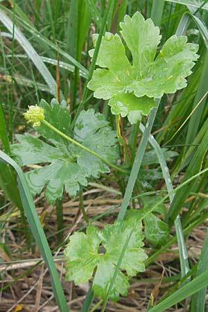 Ranunculus transiens \ Wechselnder Gold-Hahnenfu / Changing Goldilocks, D Zusmarshausen 5.5.2012