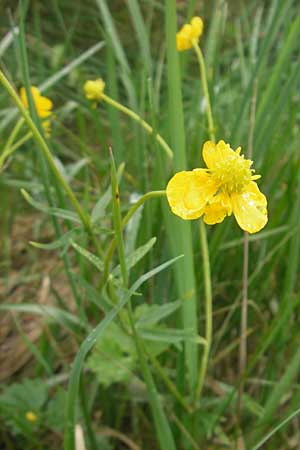 Ranunculus transiens \ Wechselnder Gold-Hahnenfu, D Zusmarshausen 5.5.2012