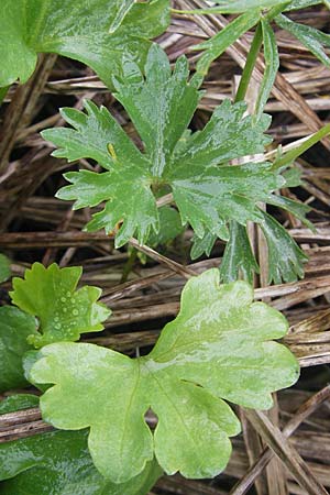 Ranunculus transiens / Changing Goldilocks, D Zusmarshausen 5.5.2012