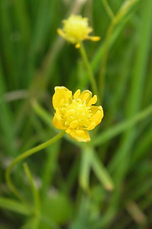 Ranunculus basitruncatus / Truncated Goldilocks, D Velden 6.5.2012