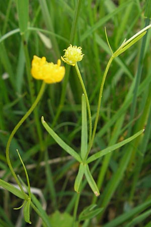 Ranunculus basitruncatus \ Abgestutzter Gold-Hahnenfu, D Velden 6.5.2012