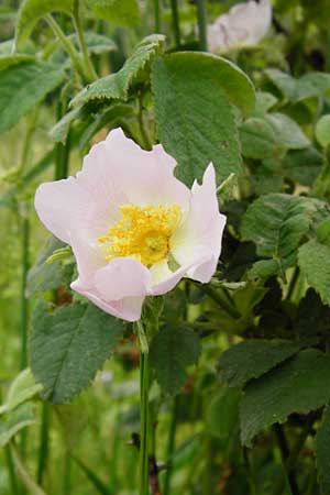 Rosa tomentosa \ Filz-Rose, D Odenwald, Hammelbach 30.5.2014