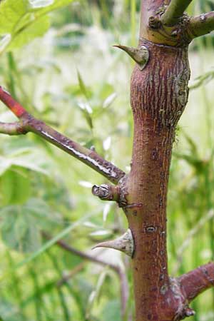 Rosa tomentosa \ Filz-Rose, D Odenwald, Hammelbach 30.5.2014