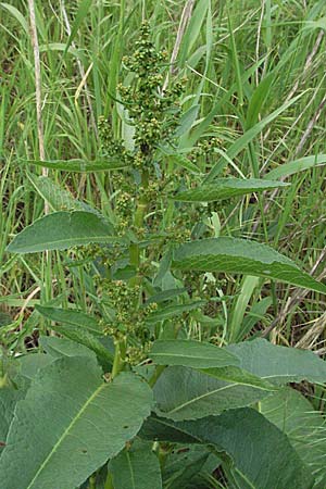 Rumex obtusifolius s.l. \ Stumpfblttriger Ampfer, D Mannheim 17.5.2006