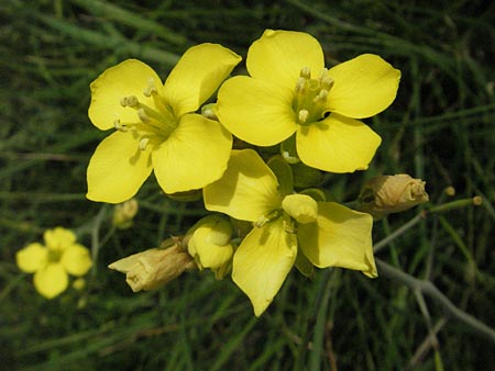 Diplotaxis tenuifolia \ Schmalblttriger Doppelsame, Ruccola, D Mannheim 23.8.2006