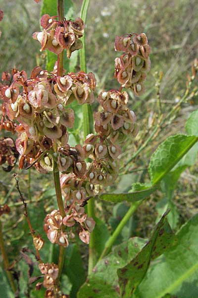 Rumex crispus \ Krauser Ampfer / Curled Dock, D Waghäusel 16.9.2006