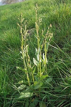 Rumex acetosa \ Groer Sauer-Ampfer, Wiesen-Sauer-Ampfer, D Weinheim an der Bergstraße 2.4.2007