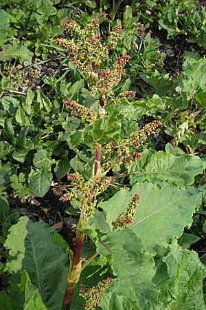 Rumex alpinus / Alpine Dock, Monk's Rhubarb, D Black-Forest, Feldberg 28.4.2007