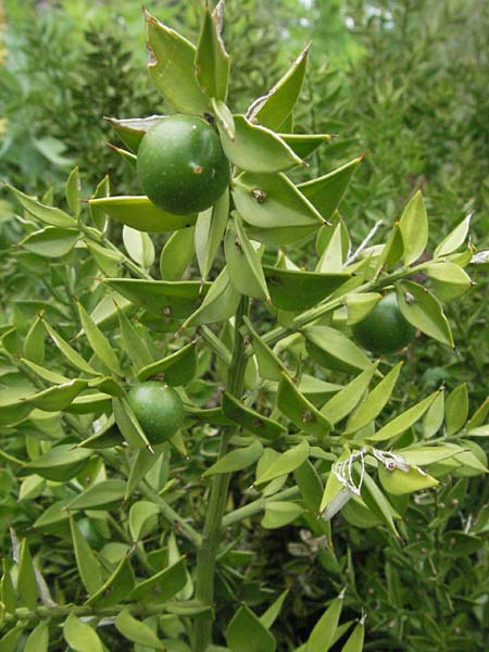 Ruscus aculeatus \ Stechender Musedorn, D Lorsch 1.7.2007