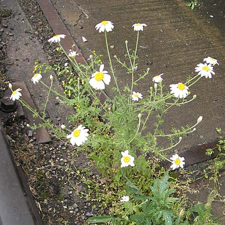 Anthemis austriaca \ sterreichische Hundskamille / Austrian Chamomile, D Mannheim 3.5.2009