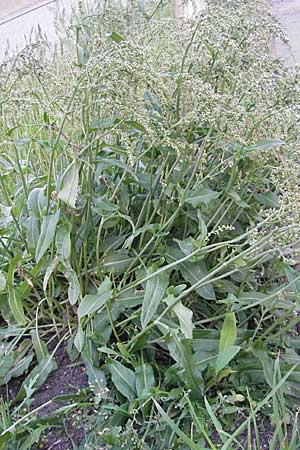 Rumex acetosa \ Groer Sauer-Ampfer, Wiesen-Sauer-Ampfer / Common Sorrel, D Mannheim 6.5.2009