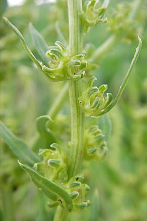 Beta vulgaris var. vulgaris \ Futter-Rbe, Zucker-Rbe, D Mannheim 6.7.2009