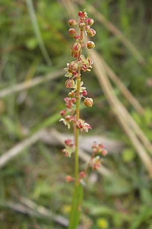 Rumex acetosella / Sheep's Sorrel, D Fehmarn 3.8.2009