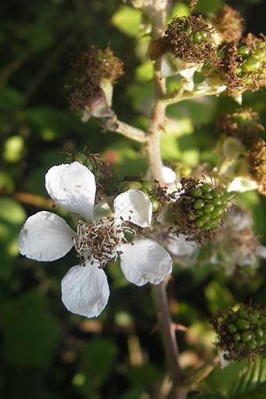 Rubus mougeotii ? \ Mougeots Haselblatt-Brombeere / Mougeot's Bramble, D Zeutern 4.7.2011