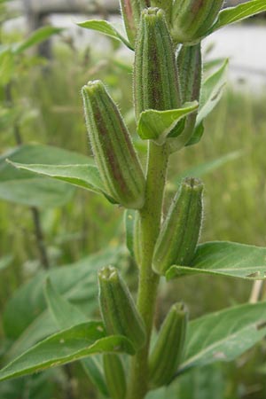 Oenothera coloratissima \ Tieffarbige Nachtkerze, D Graben-Neudorf 16.7.2011