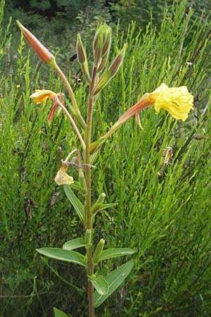 Oenothera glazioviana \ Rotkelchige Nachtkerze / Large-Flowered Evening Primrose, D Graben-Neudorf 16.7.2011