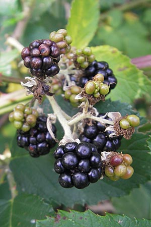 Rubus fruticosus agg. \ Brombeere / Bramble, Blackberry, D Schauernheim 18.7.2011