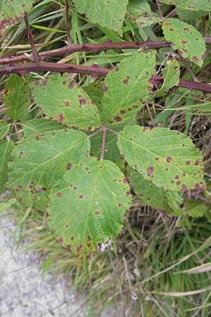 Rubus fruticosus agg. \ Brombeere / Bramble, Blackberry, D Neckarsteinach 26.7.2011