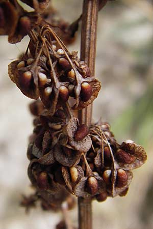 Rumex crispus \ Krauser Ampfer / Curled Dock, D Kelsterbach 15.9.2012