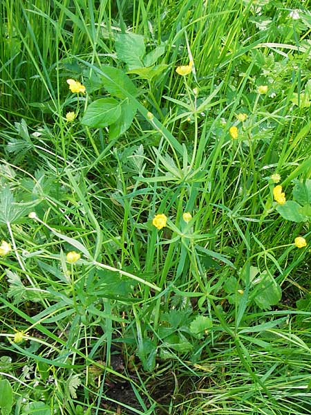 Ranunculus auricomus specF ? \ Gold-Hahnenfu / Goldilocks, D Schweinfurt 5.5.2013