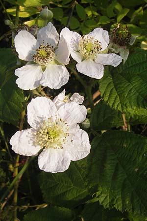 Rubus spec3 ? \ Haselblatt-Brombeere / Bramble, D Bruchsal 5.7.2013