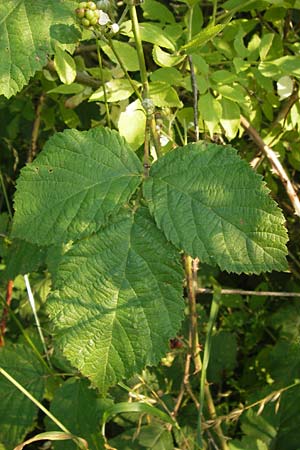 Rubus spec3 ? \ Haselblatt-Brombeere / Bramble, D Bruchsal 5.7.2013