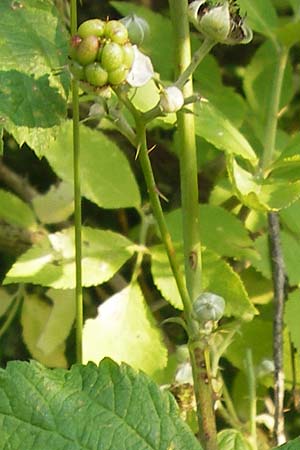 Rubus spec3 ? \ Haselblatt-Brombeere / Bramble, D Bruchsal 5.7.2013