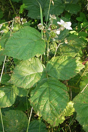 Rubus spec3 ? \ Haselblatt-Brombeere / Bramble, D Bruchsal 5.7.2013