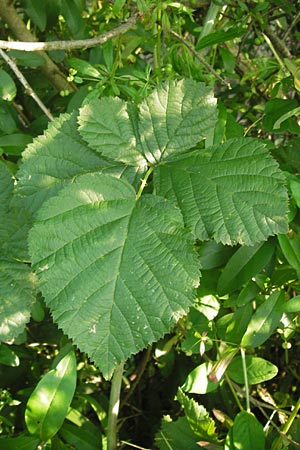 Rubus spec3 ? \ Haselblatt-Brombeere / Bramble, D Bruchsal 5.7.2013