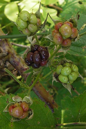 Rubus spec3 ? \ Haselblatt-Brombeere / Bramble, D Bruchsal 5.7.2013