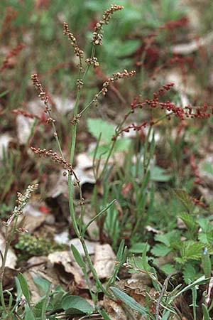 Rumex acetosella / Sheep's Sorrel, D Schwetzingen 1.5.2006